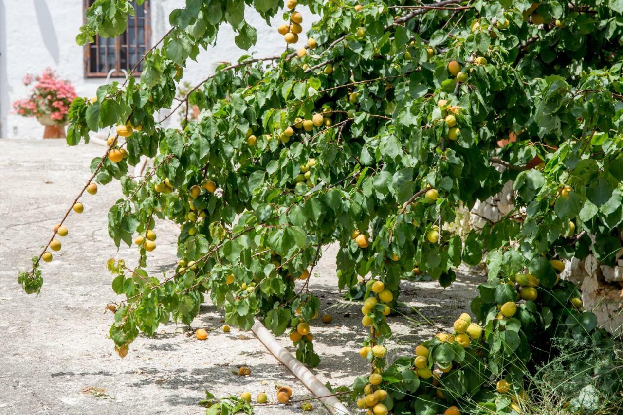 Profumo Di Terra Lägenhet Monopoli Exteriör bild